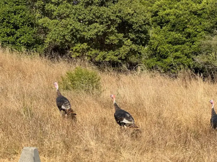 Aptos and Soquel hills, Santa Cruz County