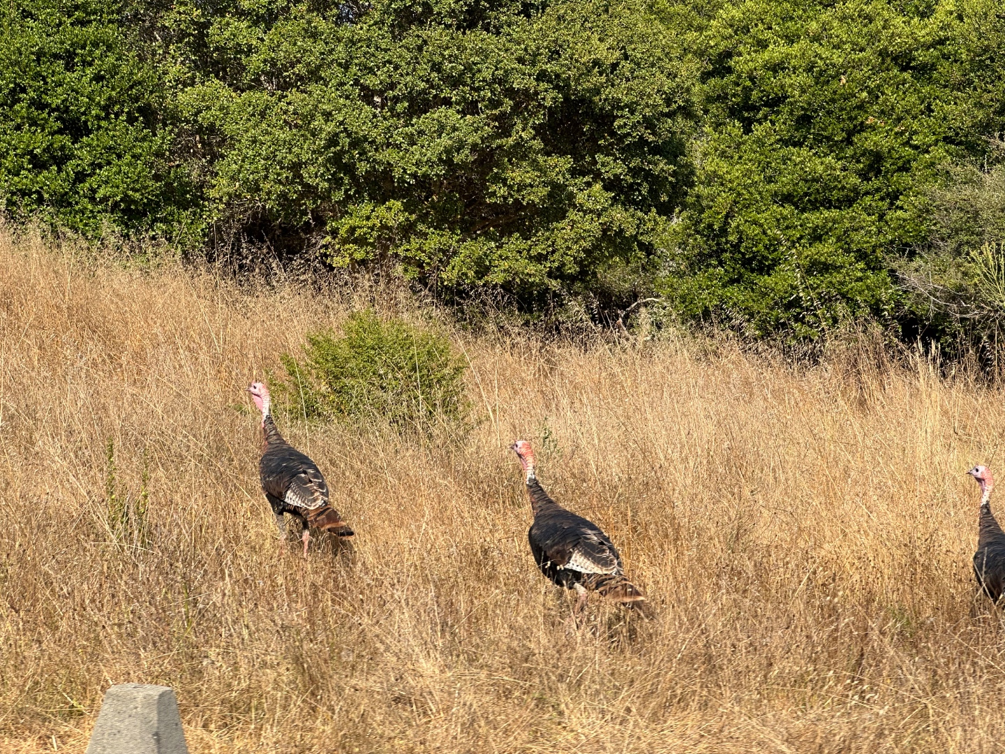 Aptos and Soquel Country hills, Santa Cruz County
