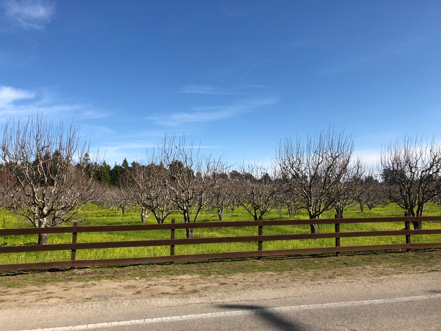Apple orchards, Corralitos, Santa Cruz County