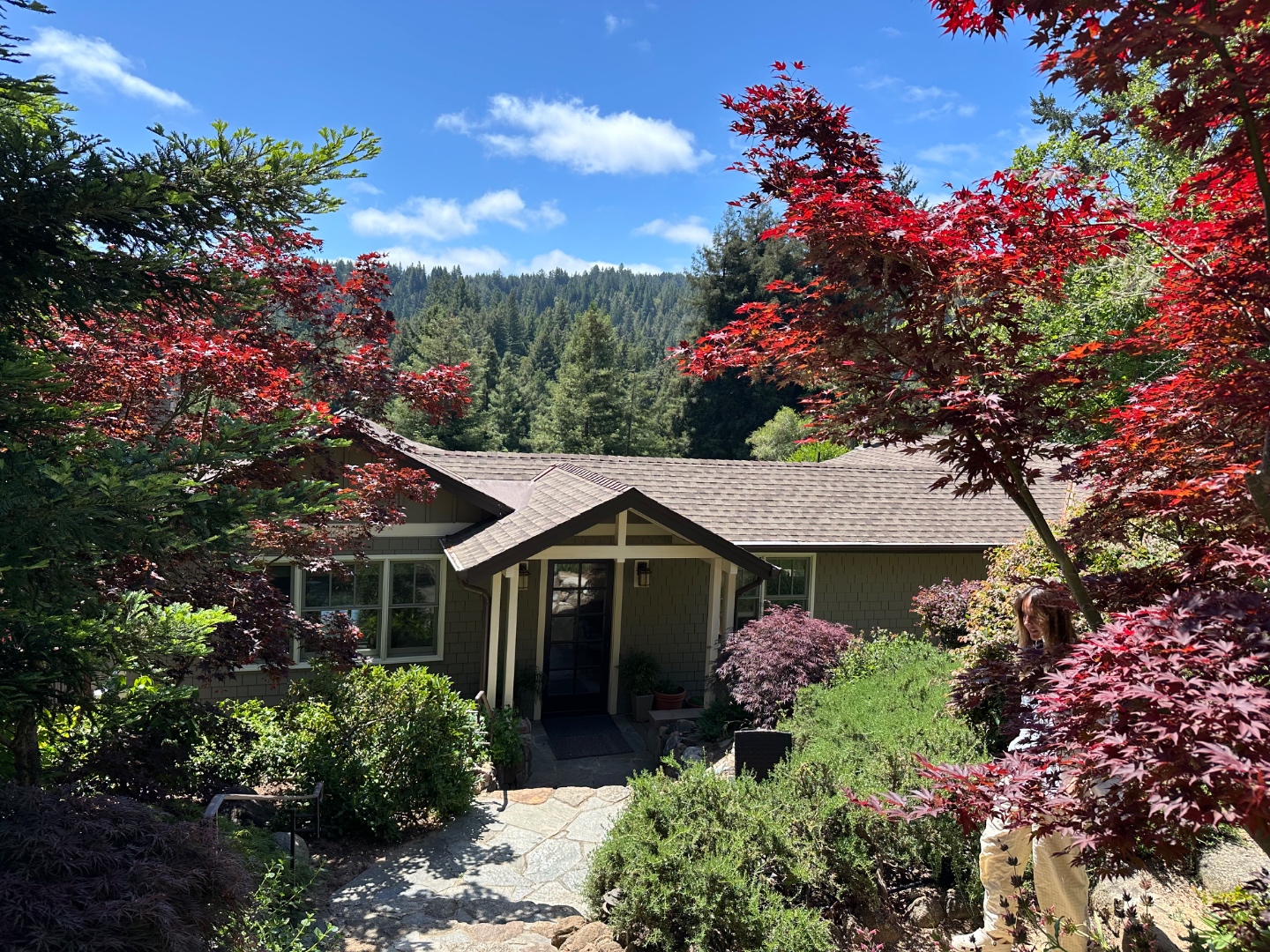 San Lorenzo Valley redwood forest, Santa Cruz County