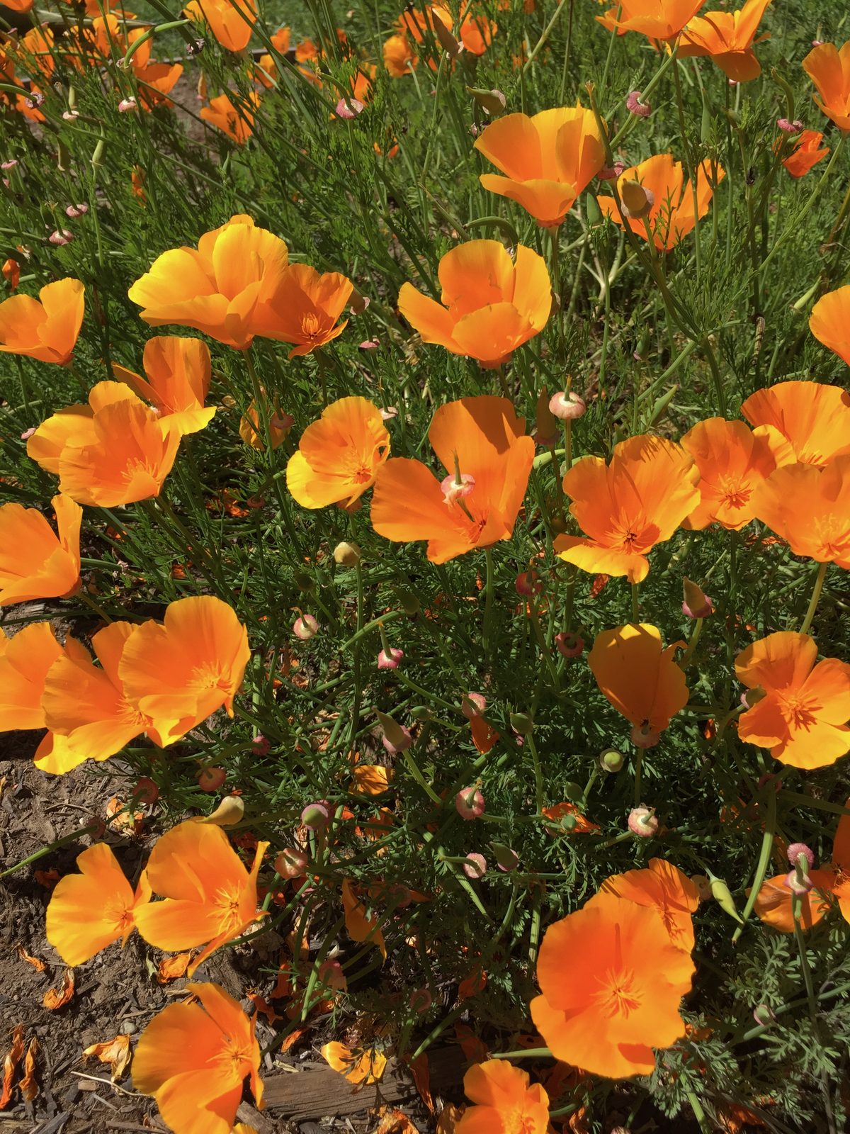 California poppies in bloom