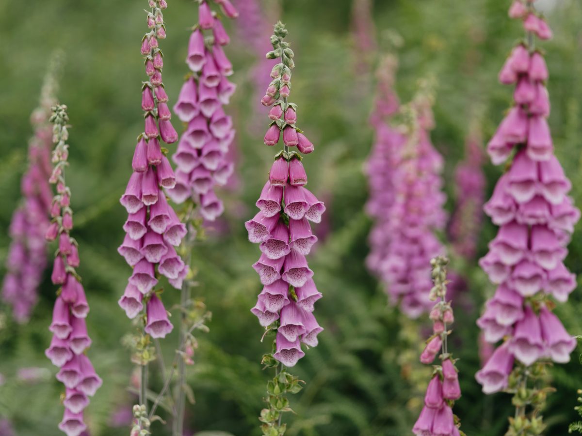 Foxglove spires in bloom