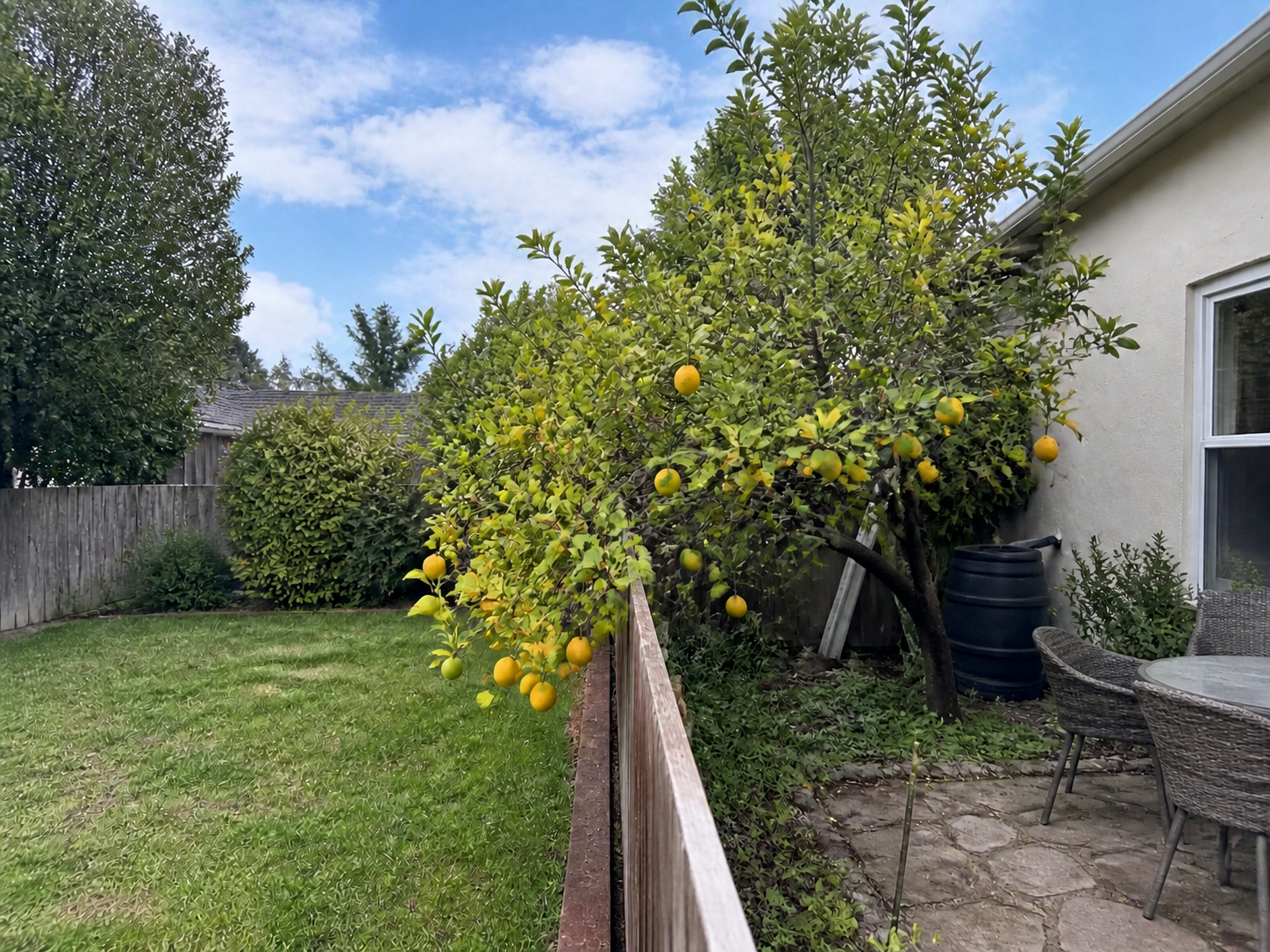 A lemon tree branch heavy with fruit reaching over a fence between two Santa Cruz County backyards