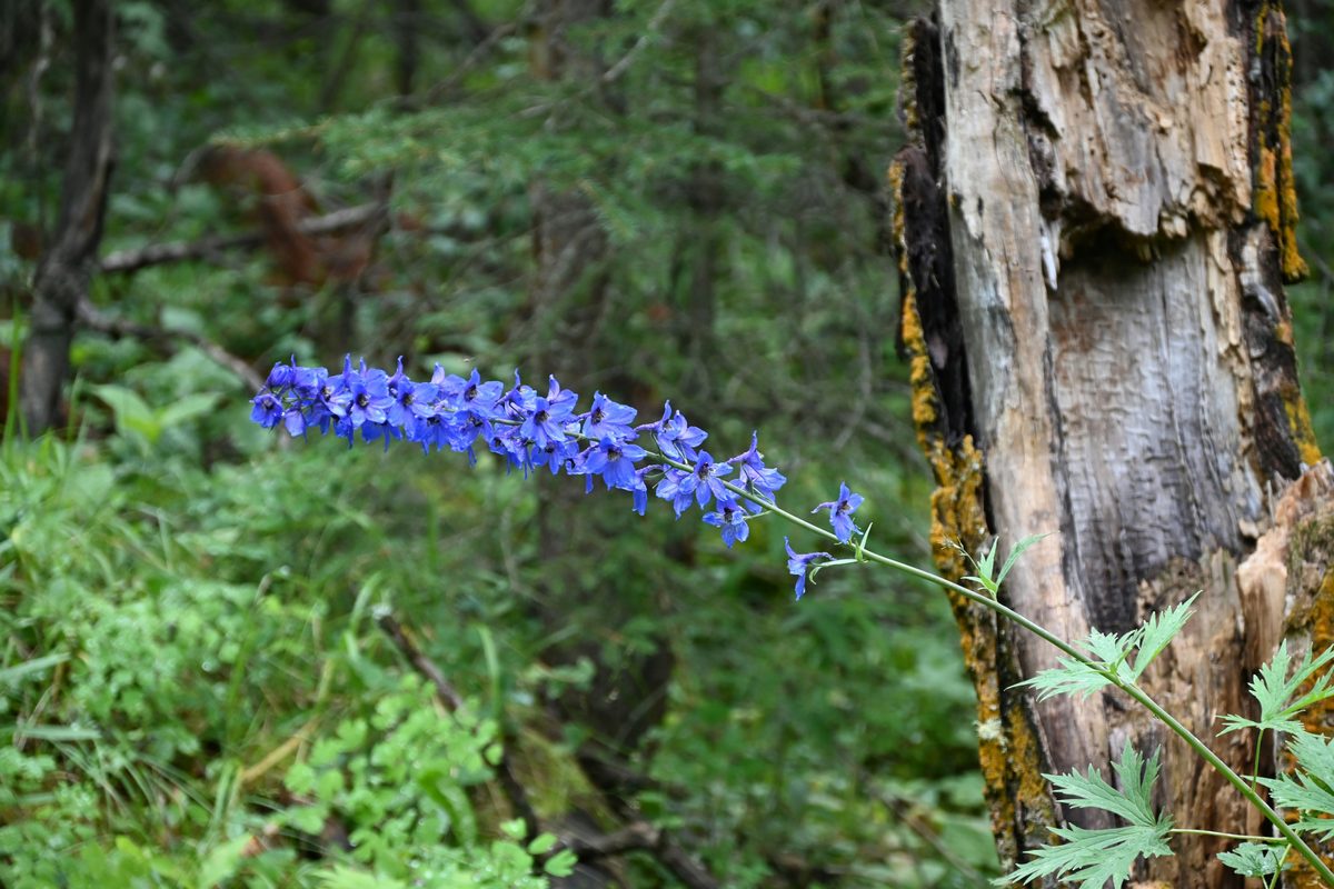Larkspur in bloom