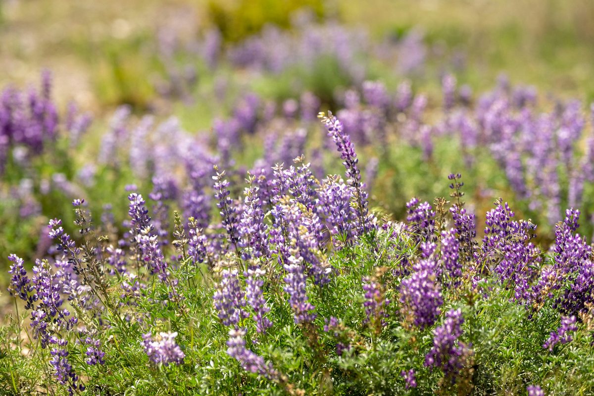 Lupine in bloom