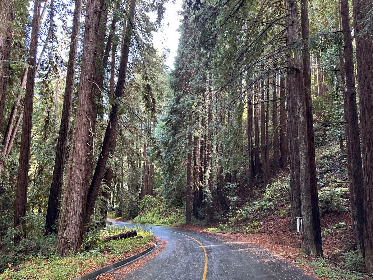 A back road through the redwoods — San Lorenzo Valley, Santa Cruz County